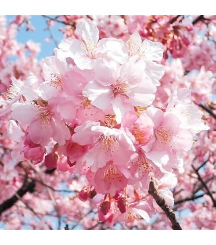 Amazon｜折り鶴盆栽(河津桜盆栽)No.51｜観葉植物 オンライン通販